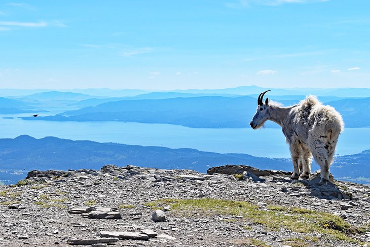 10 mejores cosas para hacer cerca de Flathead Lake, Montana