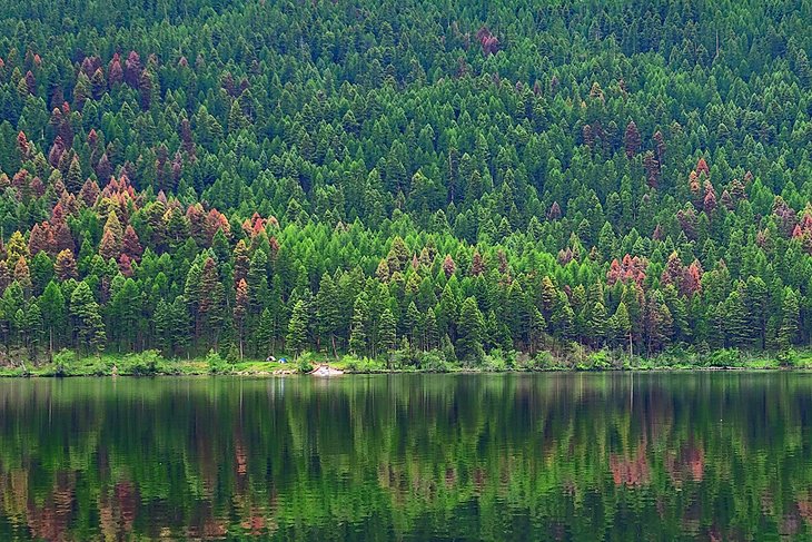 Forêt le long du lac Salmon