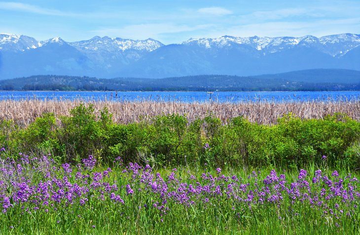 Wildflowers blooming along Flathead Lake