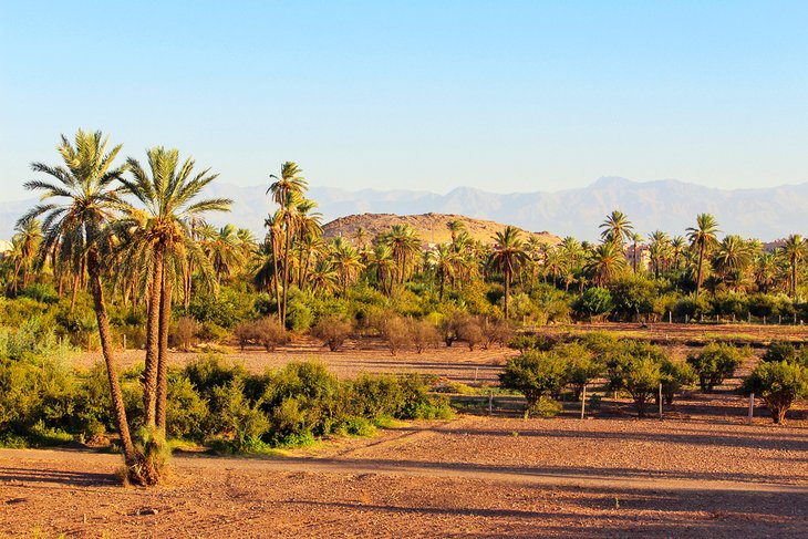 Marrakesh palmeraie