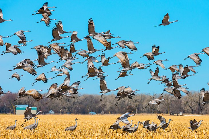 Sandhill crane migration through Nebraska
