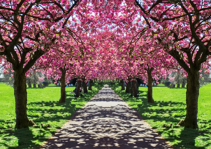 Cherry blossoms in Greenwich Park, London