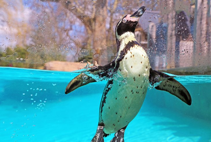 Pingouin au zoo de Londres