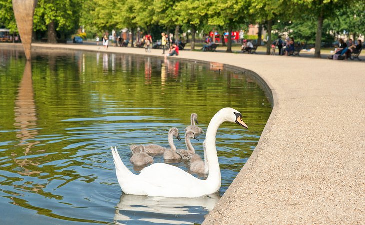 Swan and signets in Victoria Park, London