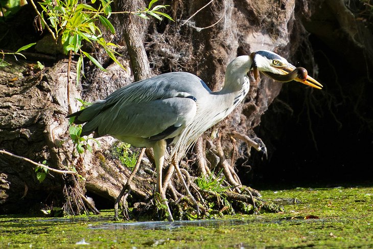 Heron in Figgate Park