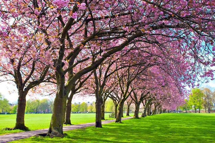 Plum trees at Meadows Park