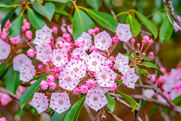 Mountain laurel blossoms