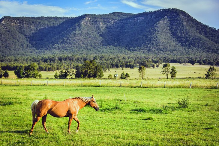 Horse in the Hunter Valley