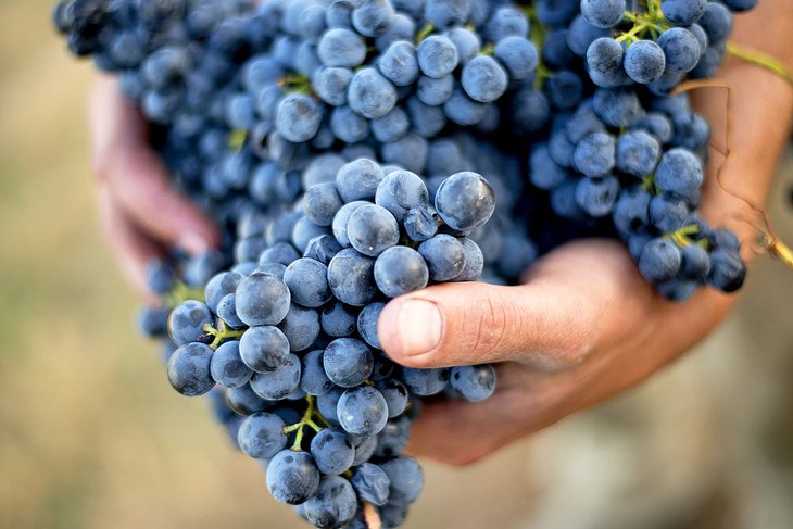 Fresh grapes in the Hunter Valley