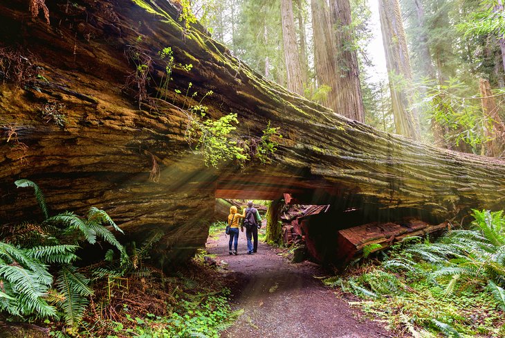 Tourists under a giant redwood in Redwood National Park