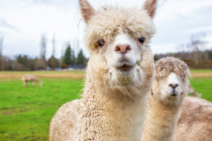 Alpacas