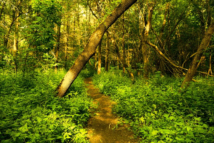 Meadowvale Conservation Area