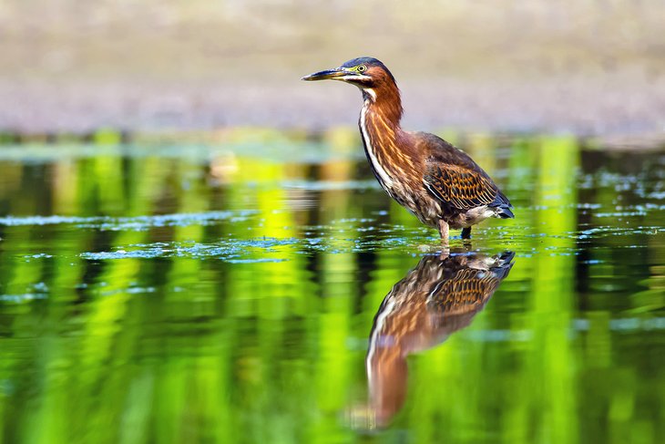 Heron in Rattray Marsh