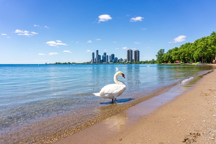 Swan on Sunnyside Beach