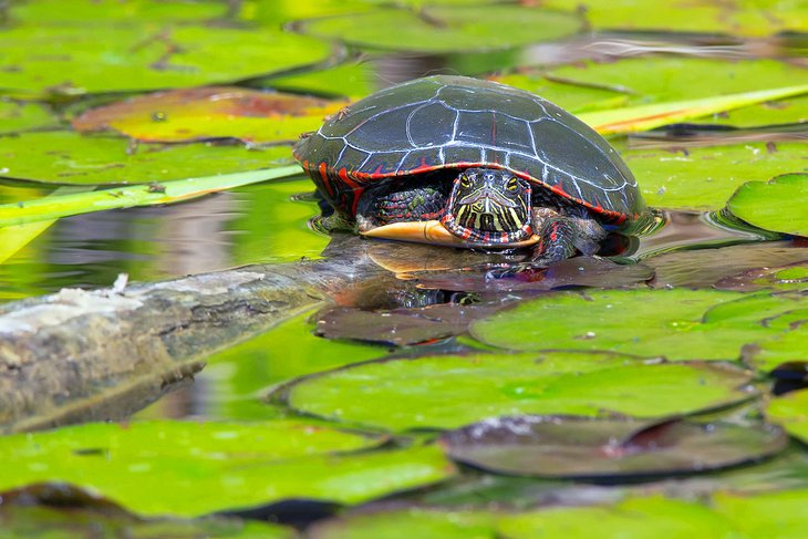 Turtle at the Don Valley Brickworks park