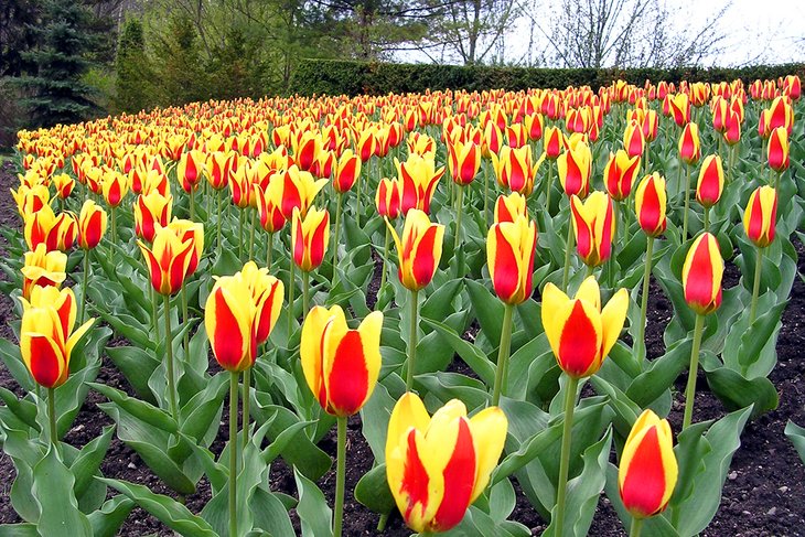 Tulipes en fleurs dans les jardins d'Edwards