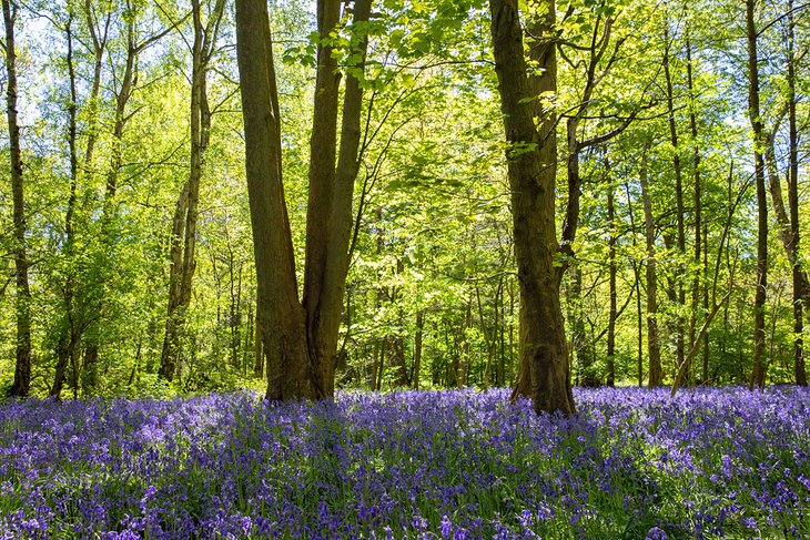 Bluebells in Coombe Abbey Park