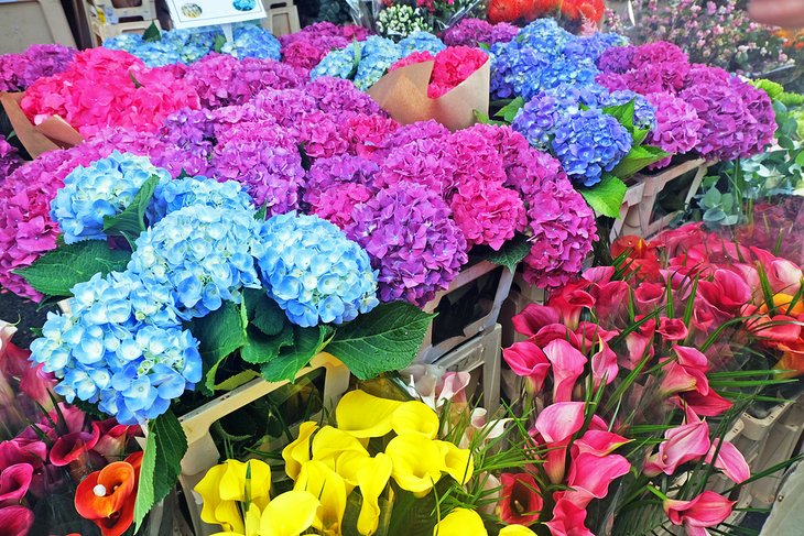 Columbia Road Flower Market