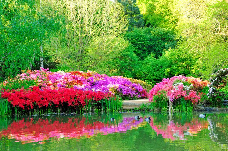 Isabella Plantation in Richmond Park