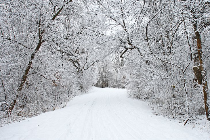 Ski trail in the Minnesota woods