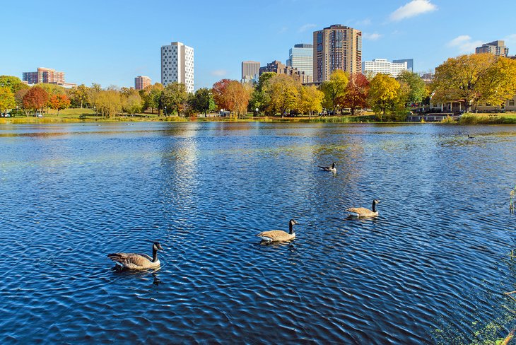 Canadian geese in Loring Park