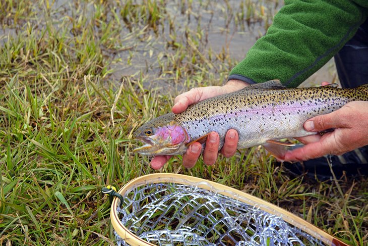 Rainbow trout