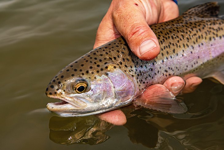 Angler releasing a wild rainbow trout