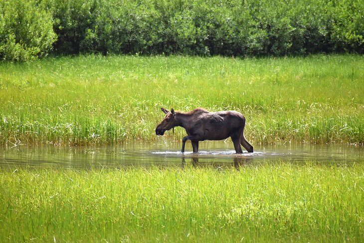 Moose in Glacier National Park