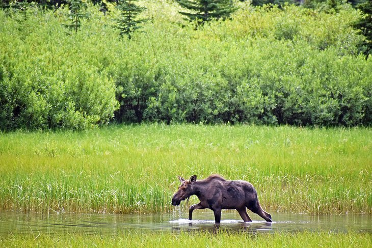 Moose in the St. Mary River, en route to Gunsight Lake