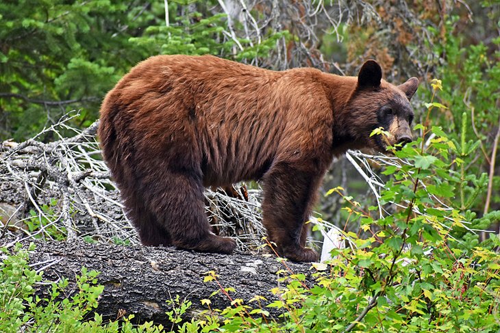 Ours dans le parc national des Glaciers, capturé avec un zoom