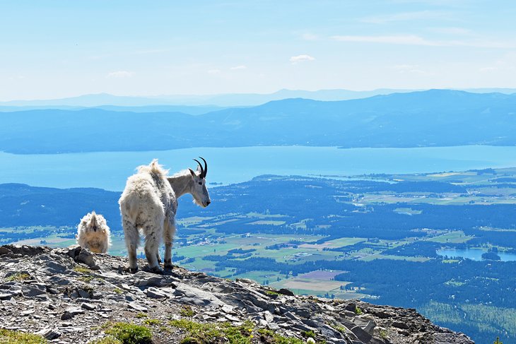 Mountain goats in Jewel Basin