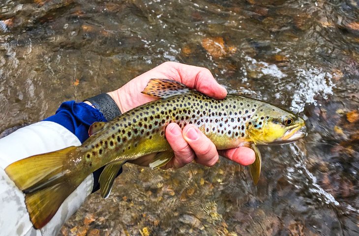 Wild brown trout caught in North Carolina