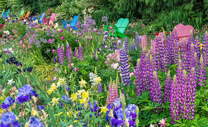 Iris, allium, and lupine at Schreiner's Iris Gardens