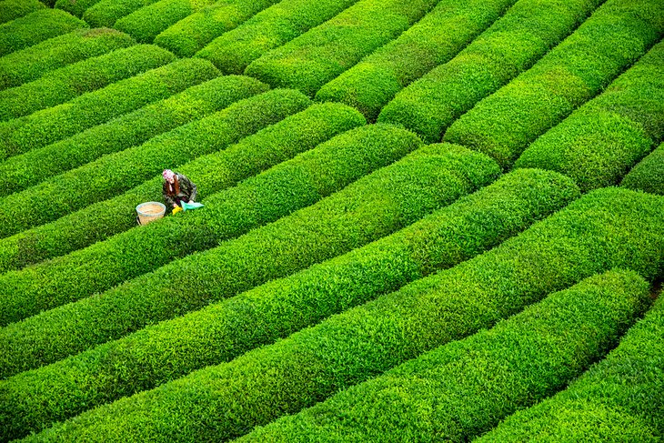Tea plantation near Rize