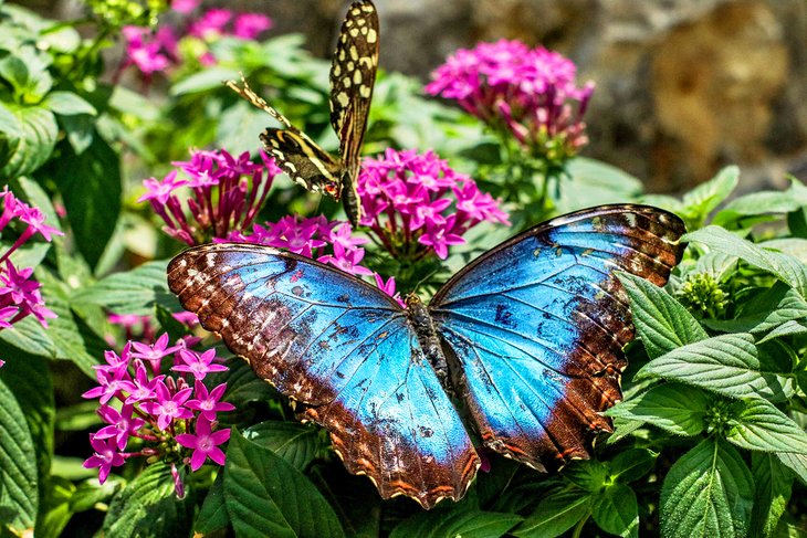 Butterflies in Konya Tropical Butterfly Garden