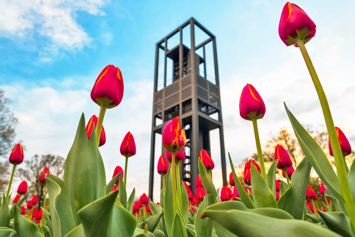Blooming tulips at the Netherlands Carillon