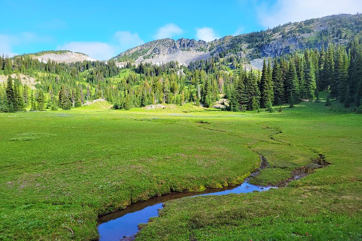 Meadow near Sunrise Camp