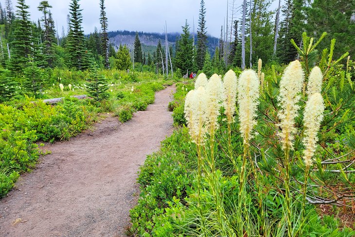 Beargrass along the route to Bench and Snow Lakes