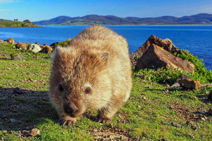 Wombat on Maria Island