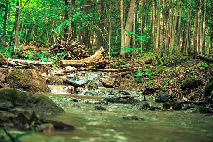 Hiking through the woods in Blue Mountain