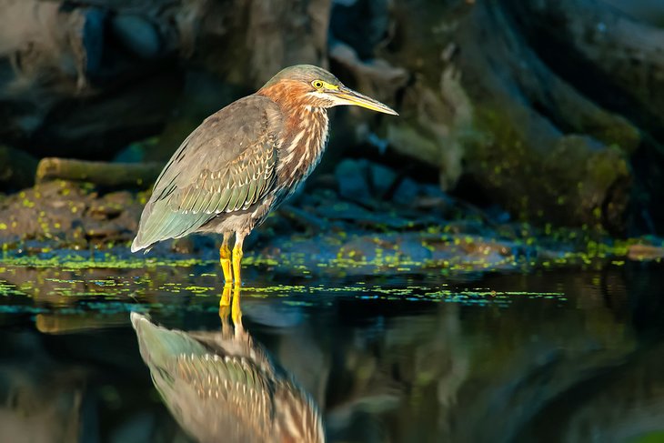 A green heron in the Rattray Marsh