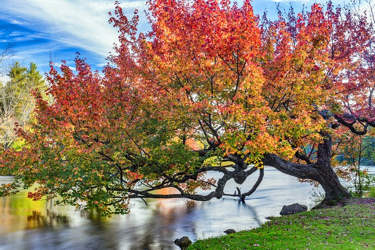 The Hope Tree near Port Sydney Beach