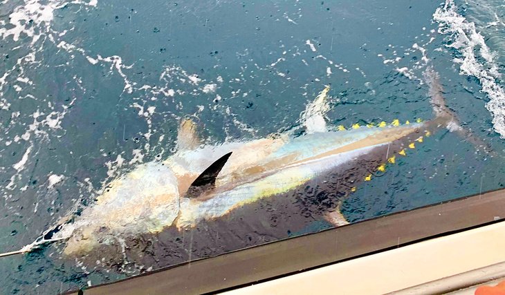 Atún rojo del Atlántico y pesca costera en Irlanda