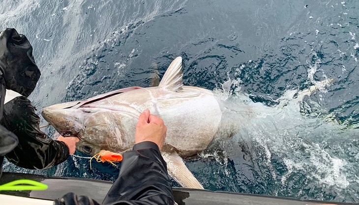 Bluefin tuna tagging in Ireland