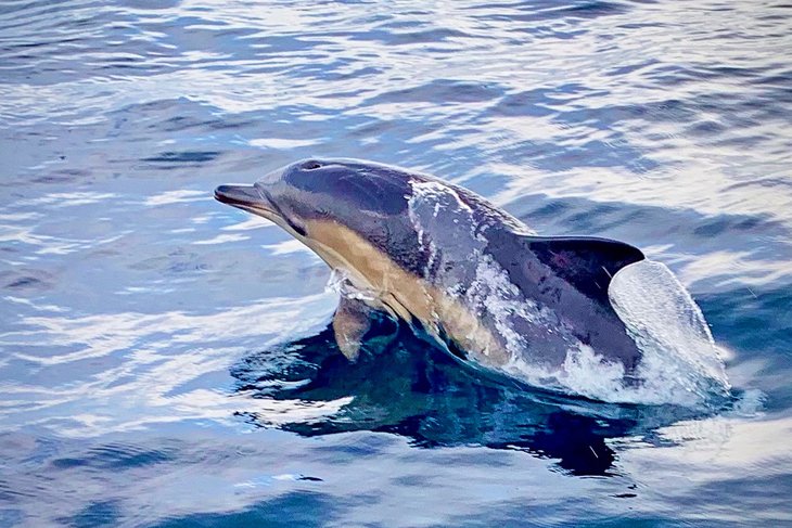 Dolphin seen during a fishing charter