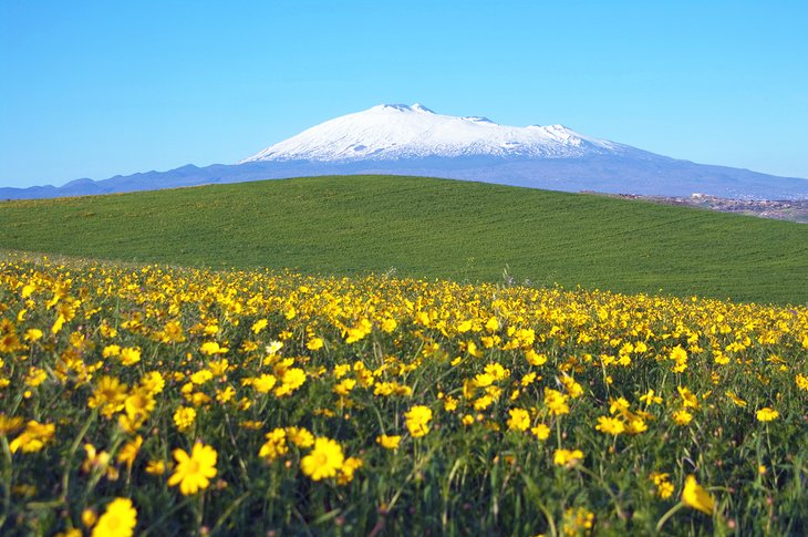 Flowers in front of a snowcapped Mt. Etna