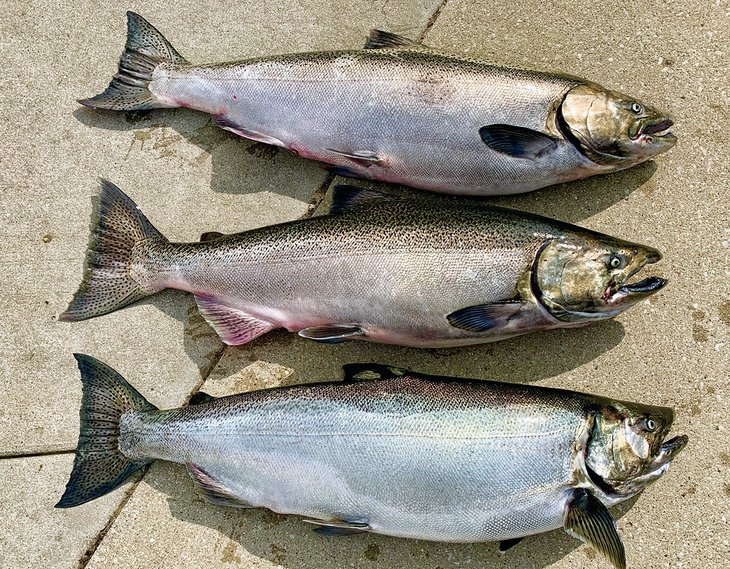 King and coho salmon from Lake Michigan