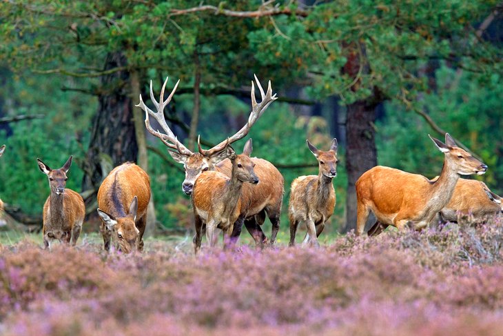 Hoge Veluwe National Park, Netherlands