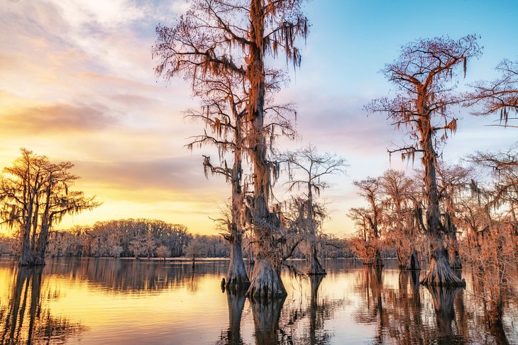 Cypress trees in Caddo Lake at sunset