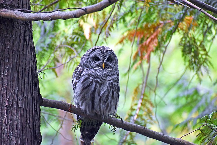 Barred owl at Bloedel